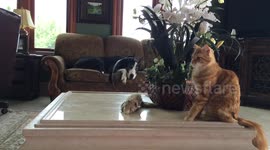 Great Dane watches while Cat plays with plant and Squirrel stuffie