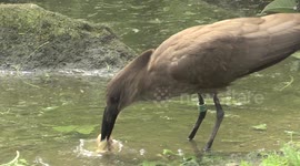 Bird Has Trouble Swallowing Food