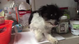 Puppy climbs up and lays on the counter.