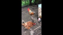 Father and son roosters