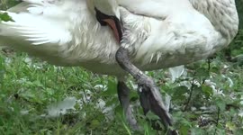 Baby Swans Tragedy: Eight Perish Together.
