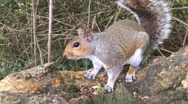 Tehidy woods squirrel