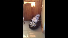 Cute puppy goes mad making her bed