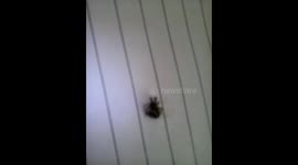 False Widow Spider