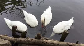 Swans