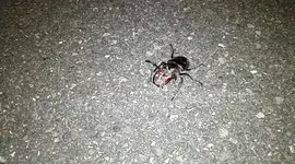 Stag Beetle Found On Street