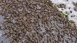 Dozens of bees found dead on London street