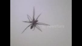 7 legs Spider breed that can jump