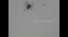 Spider breed can jump uk unknown type