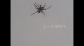 Spider unknown jumps high and runs fast in the UK