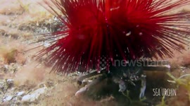 Decorator crabs use jellyfish and sea urchins as shells