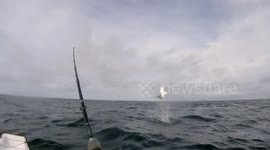 This shark can really jump