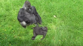 Cheeky baby gorilla trolls adult silverback