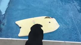 Dog loves her pool!