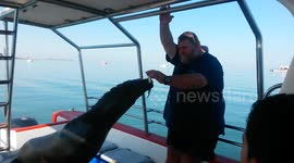 Cheeky pelican steals fish from sea lion