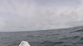 Flying shark