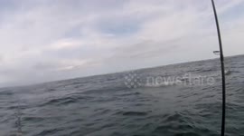 This shark can really jump