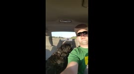 Dog sings with owner in the car