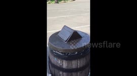 DUPLICATE People save stricken squirrel from theme park bin