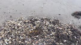 'Thousands' of dead crabs wash up on south Texas beach
