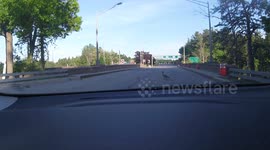why the goose cross the road ?