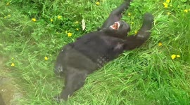 Drumming Baby Gorilla