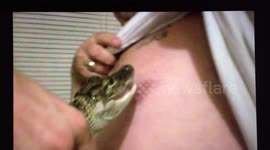 Small alligator bites man's nipple