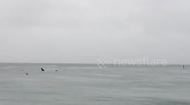 Whale shark spotted close to Copacabana in Brazil