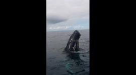 Humpback whale puts on a show for whale watchers in Dominican Republic