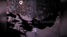 USA: Rainfall's Hidden Influence: How Climate Shapes Sea Turtle Hatchlings' Fate