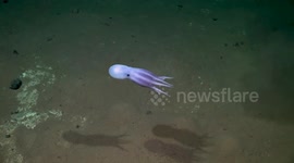 Chile: Unknown Species Discovered in Pacific, Unveiling Thriving Deep-Sea Ecosystems