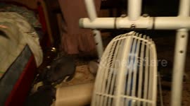 USA: Over 100 Rabbits Rescued from Overwhelmed Caregiver's Home in Chattanooga