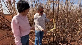 Brazil: Wildfires ravage sugarcane industry in Brazil’s Sao Paulo State