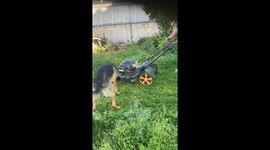 Dog Saves Human From Lawn Monster