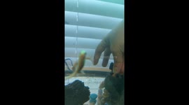Pet owner's intricate rescue of goldfish stuck inside decorative rock