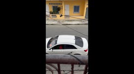 Person rescues bird stuck on overhead cable in Naranjal, Ecuador