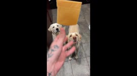 Hungry Pup Misses Catch
