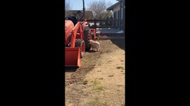 Mini Pig Scratches Hard to Reach Itch