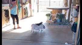 A True Piggyback Ride