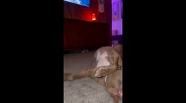 Dog enjoys a well-deserved nap after a full day of watching over home