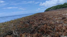 Sargassum seaweed, the new natural disaster! France is taking action against these algae which are invading the Caribbean. (Video:  30 aug 2024, French island of Martinica, Caribbean/West Indies)