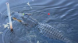 Massive alligator snatches turtle that was hooked by fisherman in Florida
