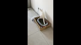 Cat uses bed sheet to wipe after using litter box in China