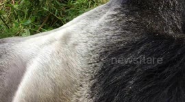 Tourists freeze as HUGE silverback gorilla marches straight through trekking group