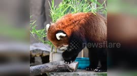 United States: Milwaukee County Zoo Highlights Red Panda's Bamboo Feast
