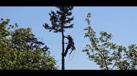 Professional removing a very large tree from a lake front property. A boat house/shed is immediately below.