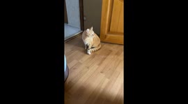 Cat's fear of loud noises in Lutsk amid Ukraine-Russia conflict