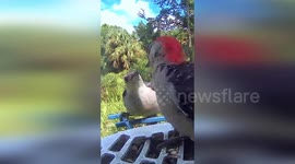 United States: Red-Bellied Woodpecker Feeds Its Young in North Port