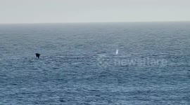 United States: Rare Orca Hunt of Humpback Whales Observed Near Farallon Islands