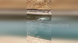 United States: Cow Rescued from Friant Kern Canal in Daring Operation by Sheriff's Deputies